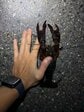 「大阪府の用水路」でザリガニを捕まえると…　いかつい大きさの「アメリカザリガニ」に注目集まる