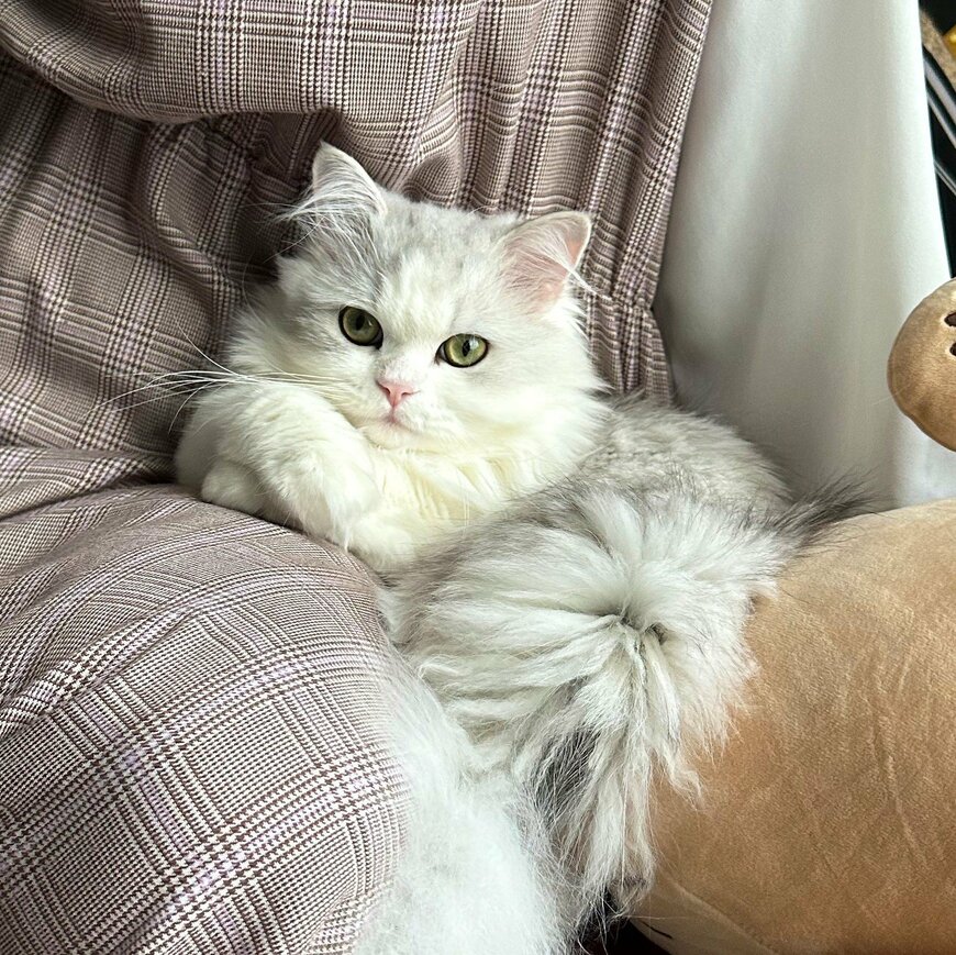 出所：@NEKOLAND13