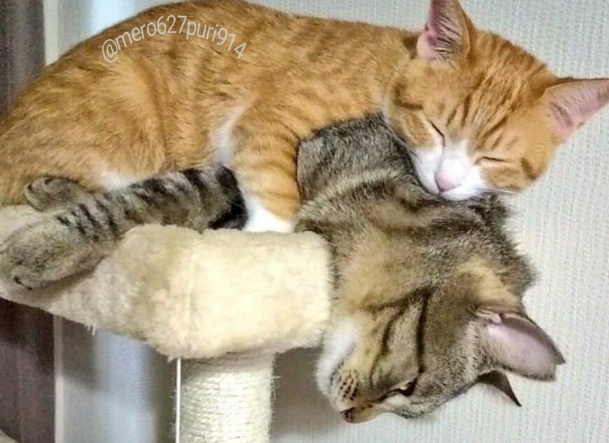 出所：@mero627puri914