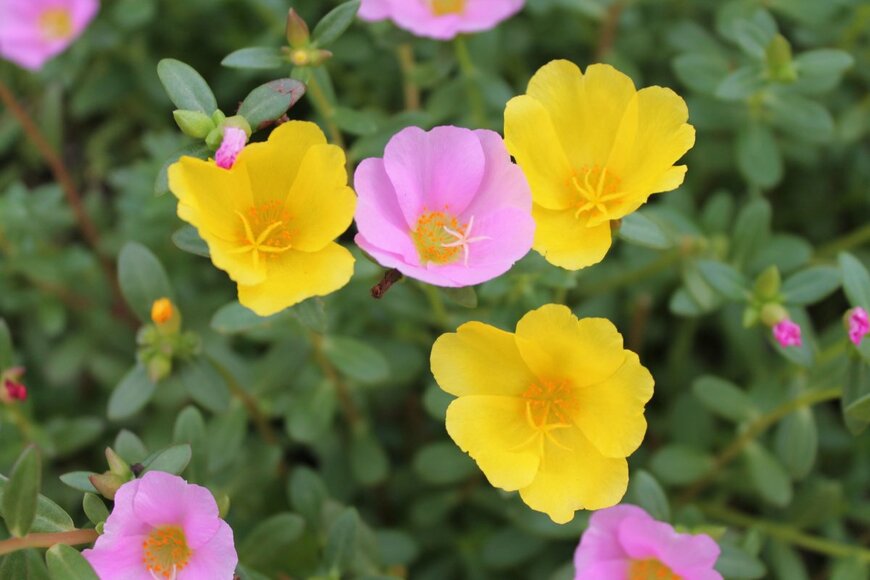 Amnuay.J/shutterstock.com