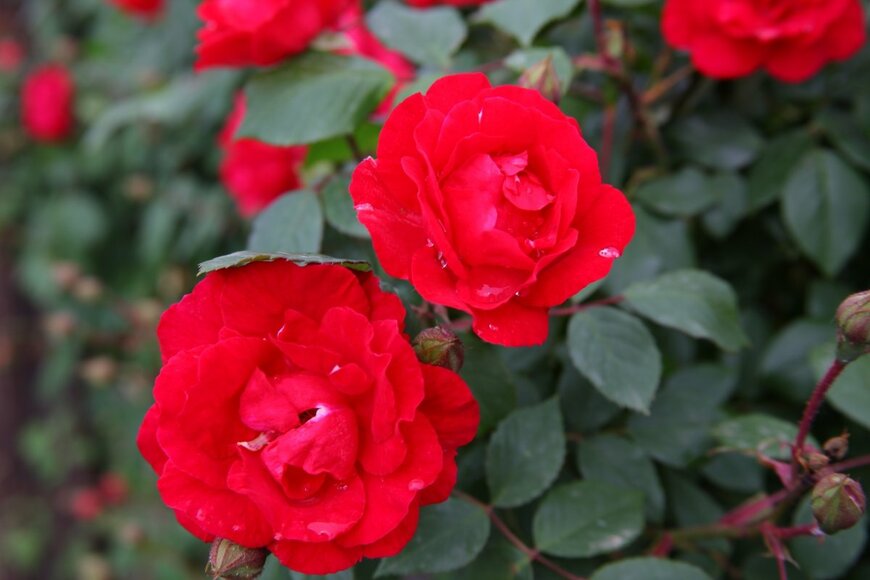 kliment shukreski/shutterstock.com