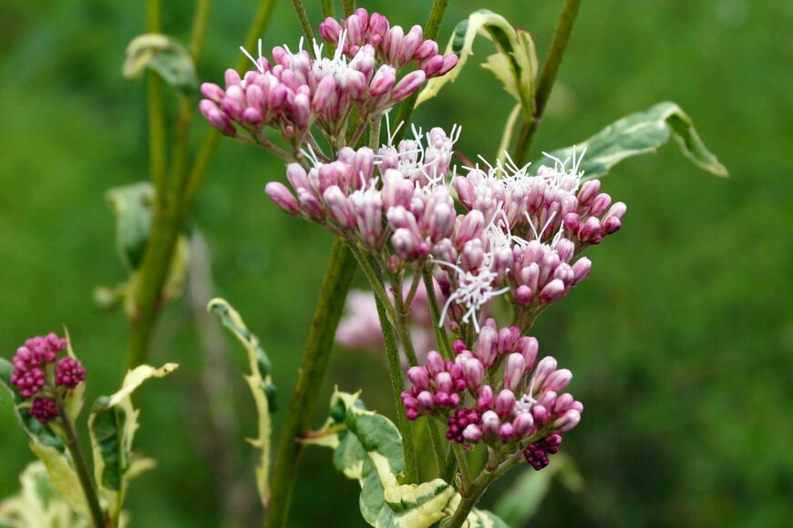 Nancy J. Ondra/shutterstock.com