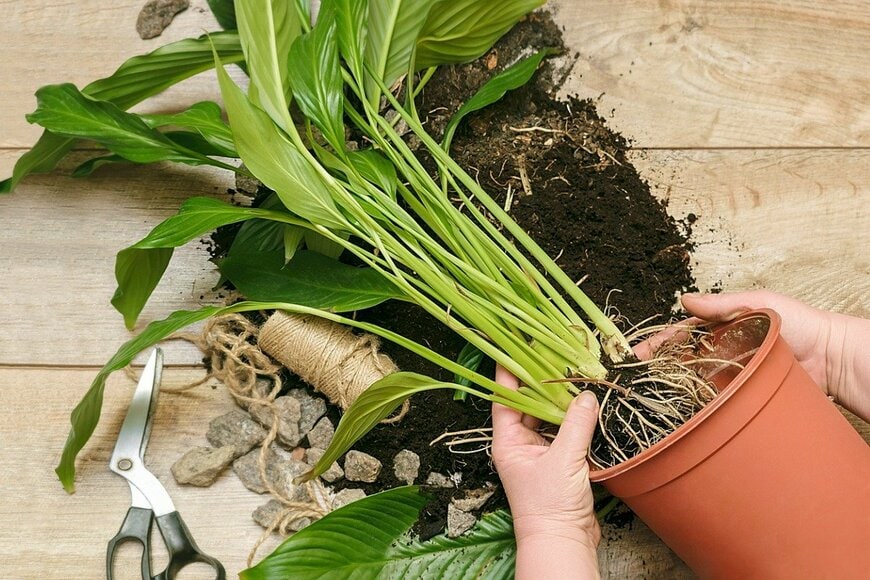 Daria Vorontsova/istockphoto.com