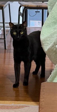 出所：@00shitemita