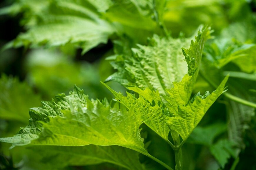 Shun Tokiya/istockphoto.com