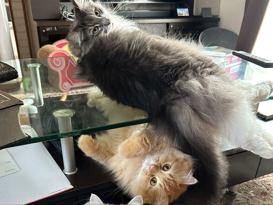 出所：@NEKOLAND13