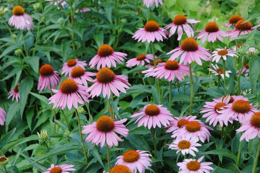 Quang Ho/shutterstock.com