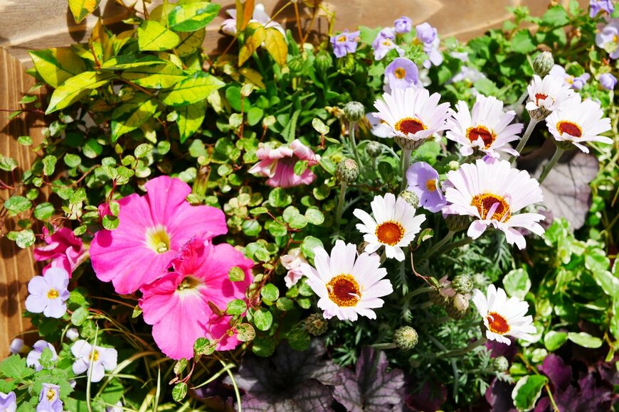 croquette/Shutterstock.com