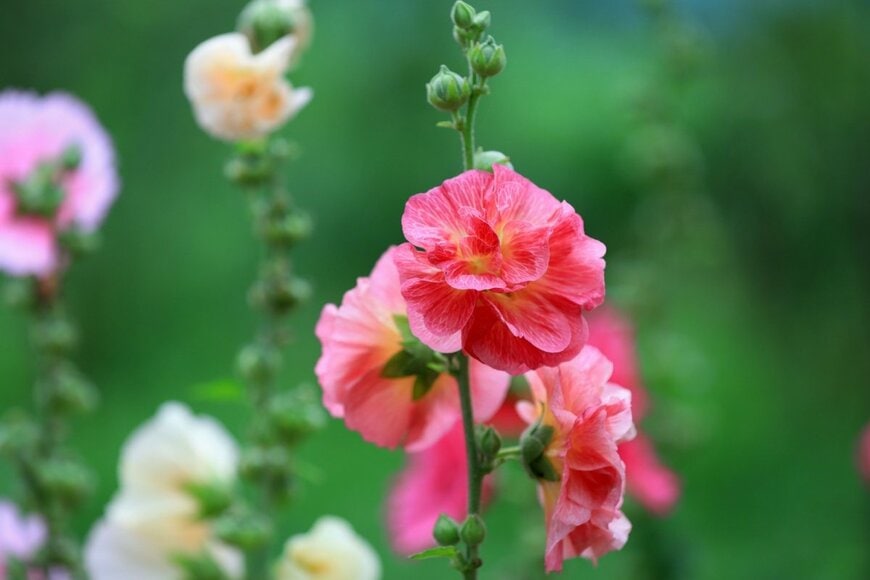 chinahbzyg/shutterstock.com