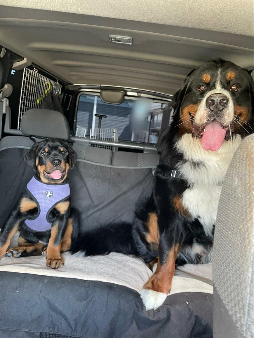 車で並ぶ2頭の「大型犬」　2年後……圧倒的なビフォーアフターにビックリ！
