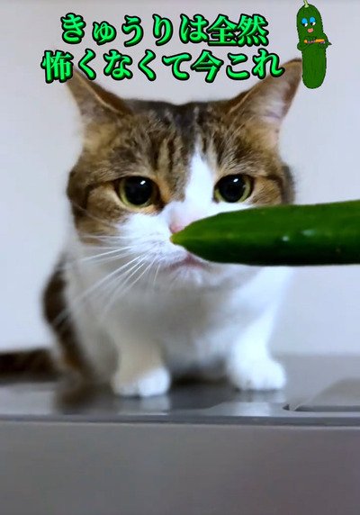 出所：＠nikoandkotatorowasabi