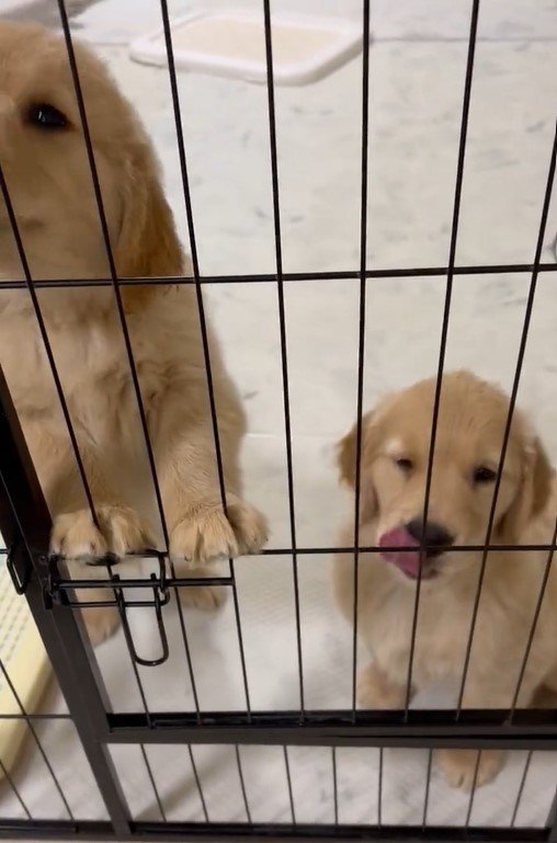 出所：@pu_channeldesu