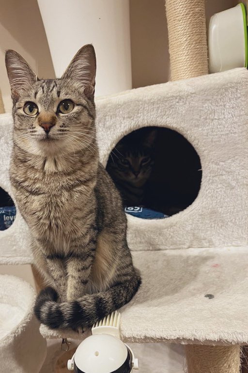 出所：@kagisuzu0531