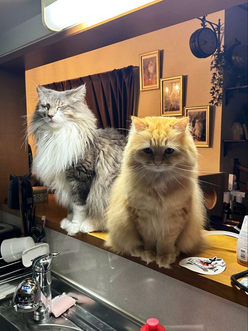 妻がいない間にアイスを食べようとしたら　猫たちのまさかの行動に2万いいね