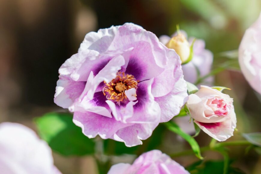 Ann in the uk/shutterstock.com