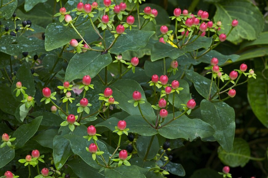 Gardens by Design/shutterstock.com