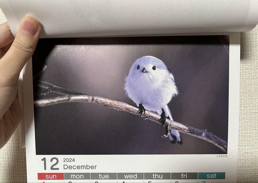 毎月異なる小鳥が登場！大人気のシマエナガもいました／筆者撮影（キャンドゥ、A4壁掛けカレンダー 鳥 4月始まり）