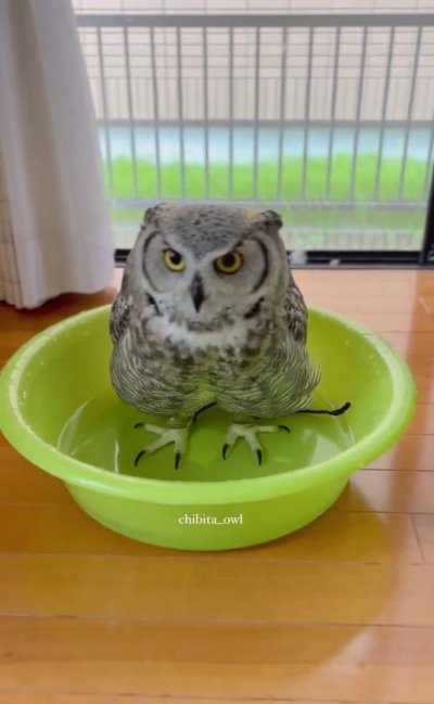 出所：@chibita_owl
