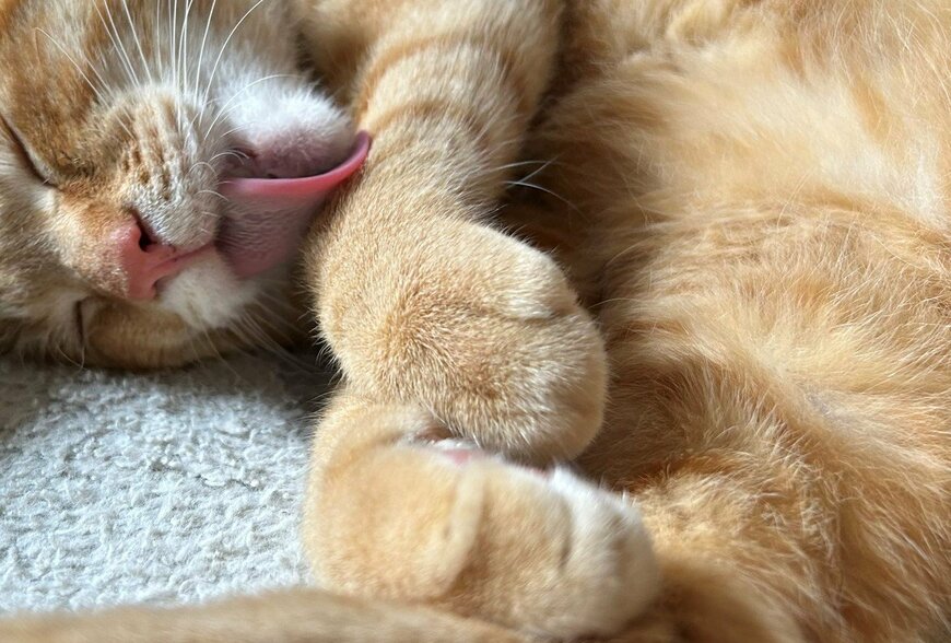 出所：@Beercat_Ana_Dar