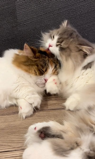 【みんな大好き猫鍋】2匹の猫ちゃんによる猫鍋が可愛すぎ！愛くるしい姿にTikTok民が悶絶！