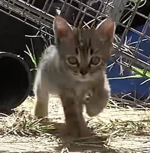 民家の裏庭で暮らしていた「母猫と5匹の子猫」　家族全員が保護され安全な場所へ