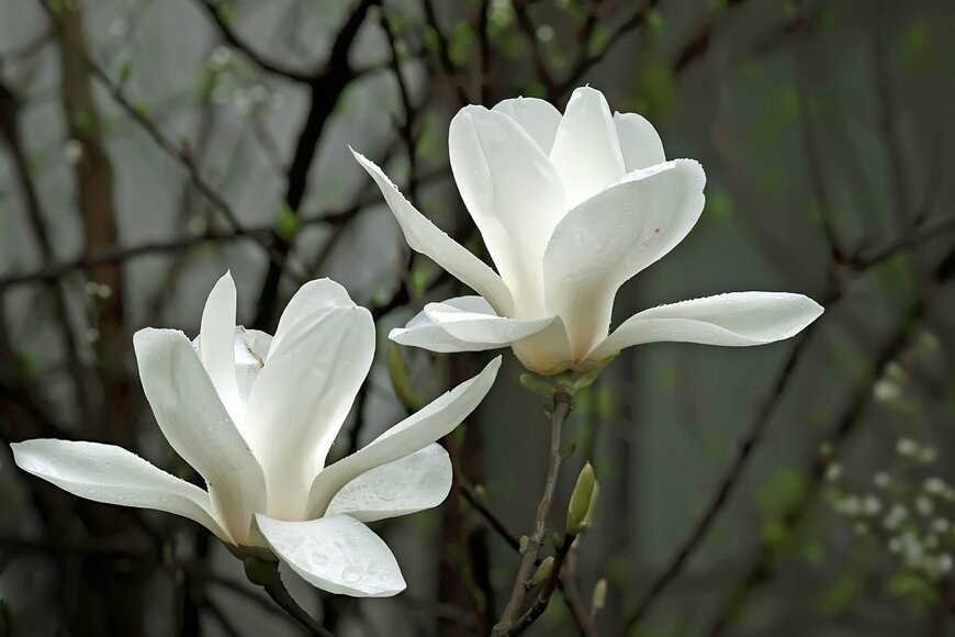 Jack.Q/Shutterstock.com