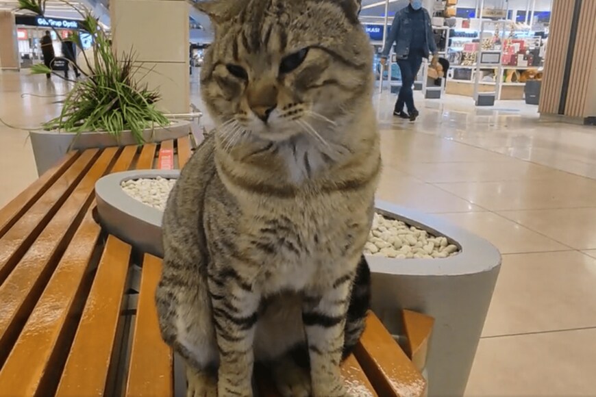 出所：@nekosanpoch