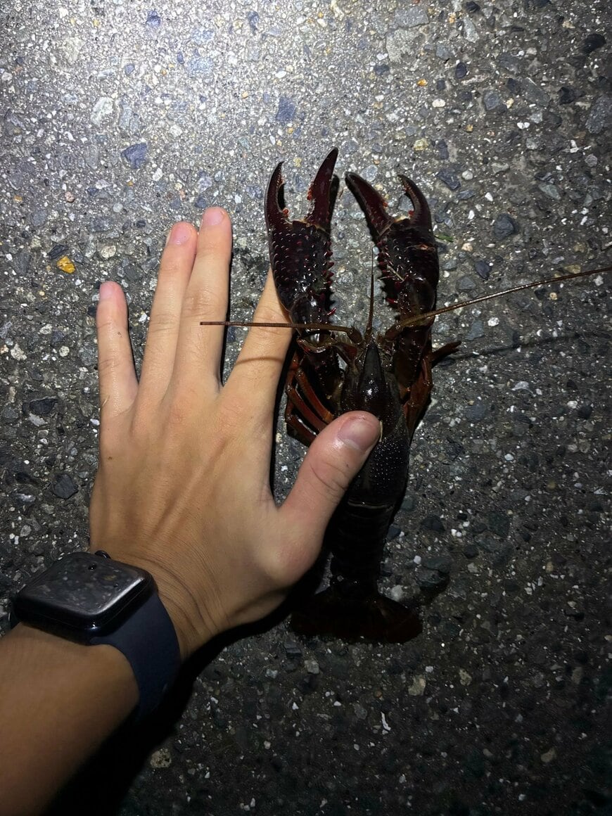 「大阪府の用水路」でザリガニを捕まえると…　いかつい大きさの「アメリカザリガニ」に注目集まる