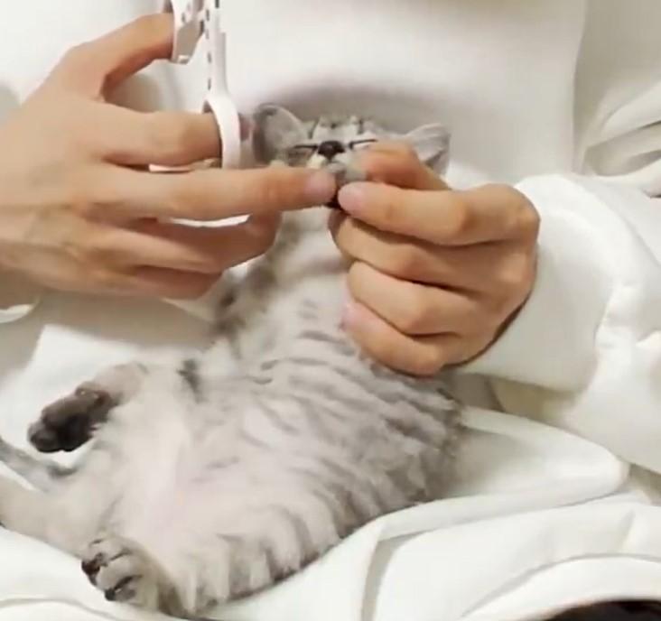 出所：@totomaru_hanmi