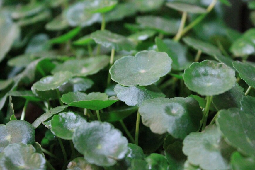 Yuexun Ding/Shutterstock.com