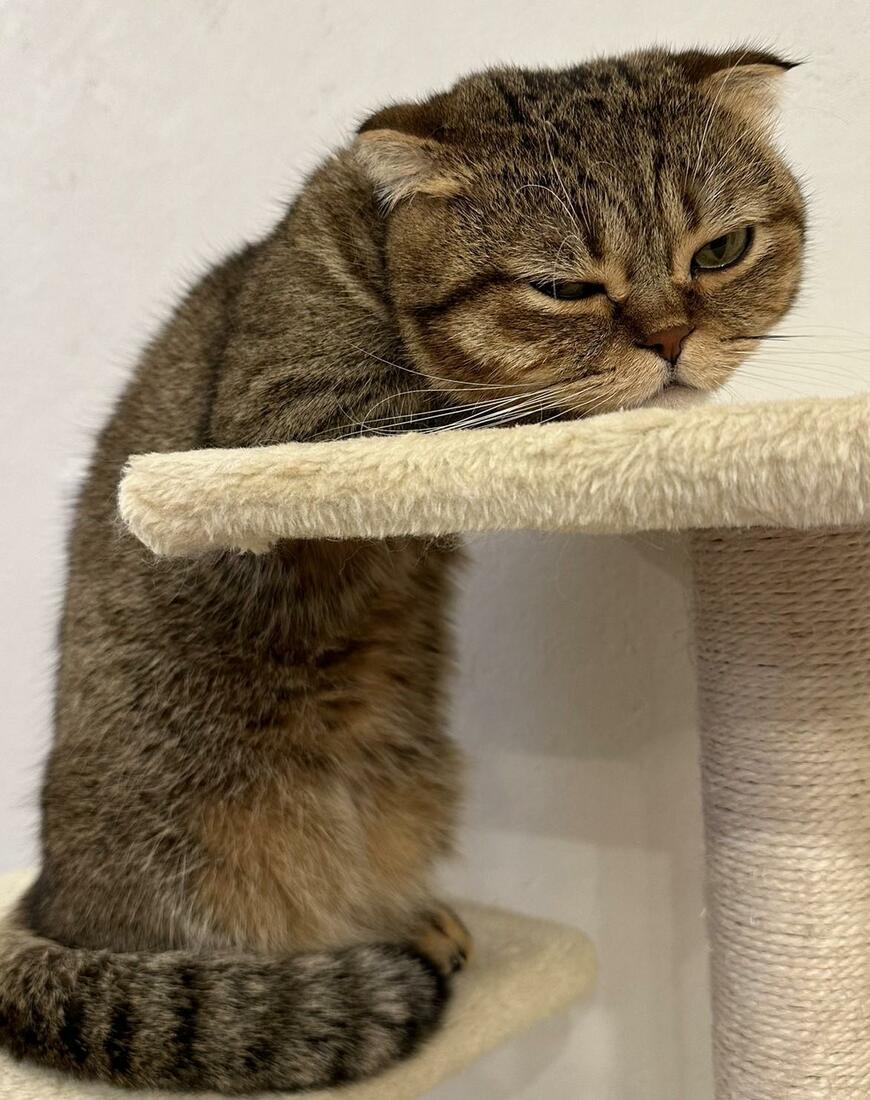 出所：@ponpokopontanu