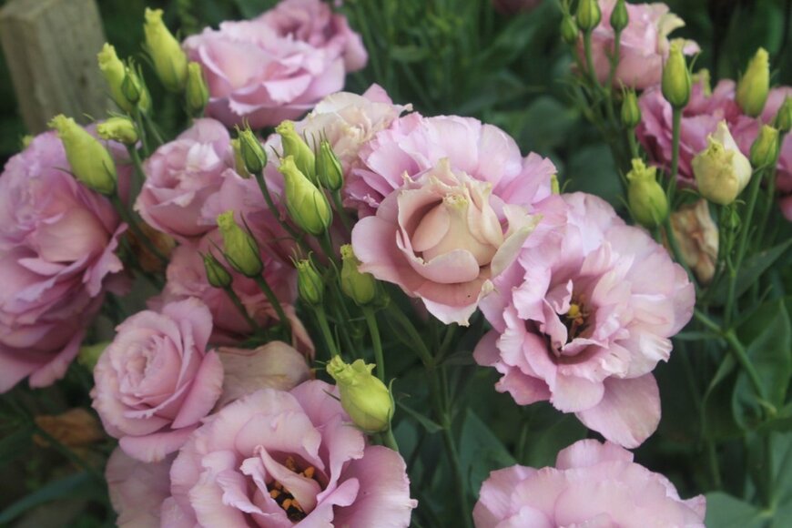 Ivanov Viktor Sergeevihc/shutterstock.com