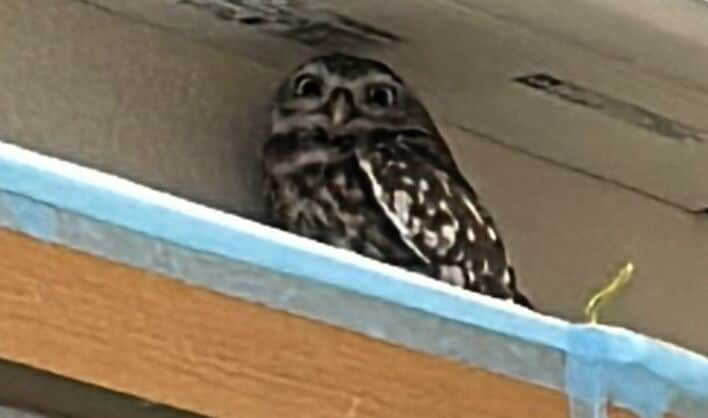 出所：@chimaki_anahori