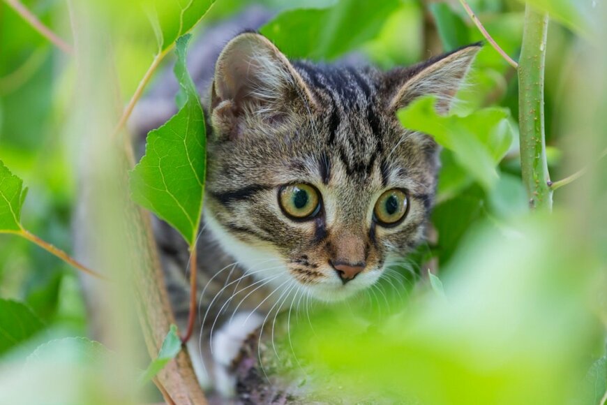 【猫まみれのガーデニング】おうちの庭で愛でたい！〈名前にネコ・キャットがつく植物〉5つ