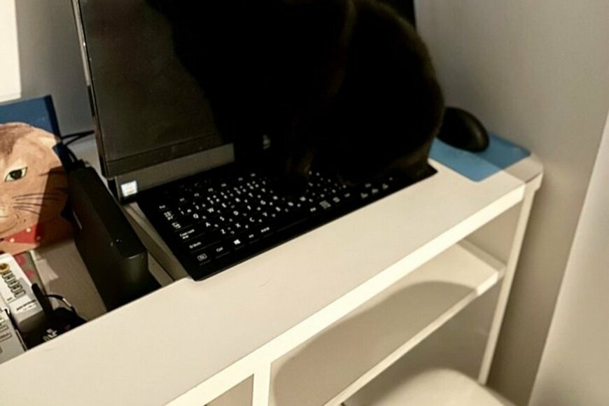 「モニターとキーボード」に擬態する猫が話題に　見分けがつかない光景に「めっちゃ隠れてる」