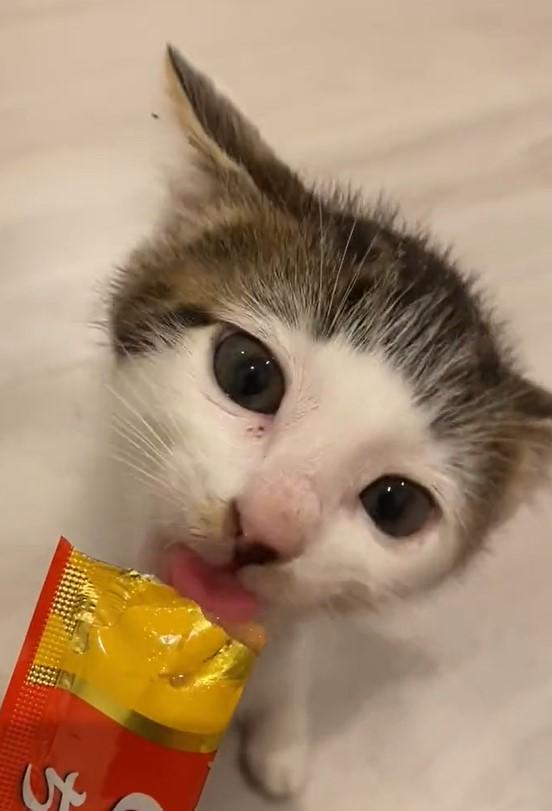 出所：@Saeroyi_cat