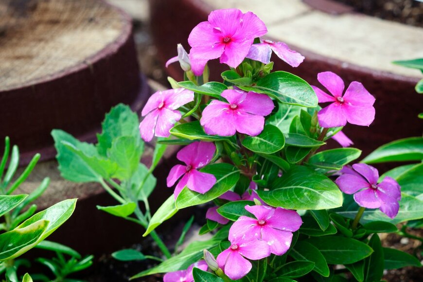 delobol/shutterstock.com