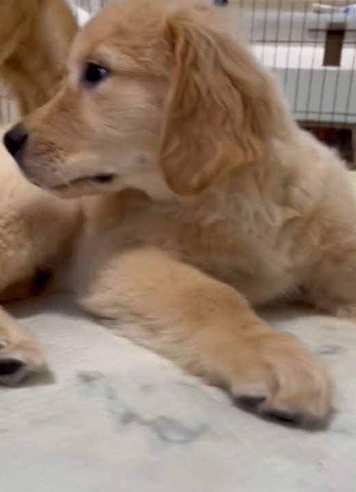 出所：@pu_channeldesu