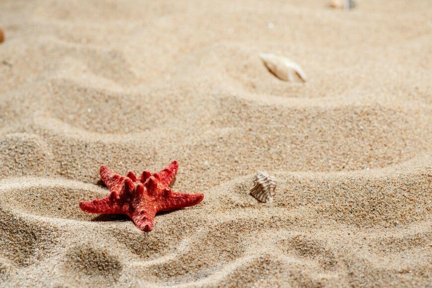 奇食愛好家が「ヒトデの串焼き」を実食　インパクト抜群の見た目に注目集まる