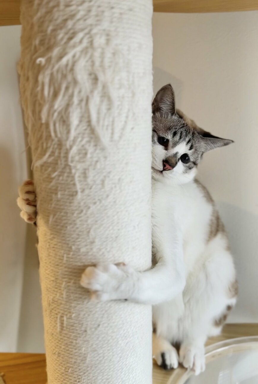 出所：@piennekomint 