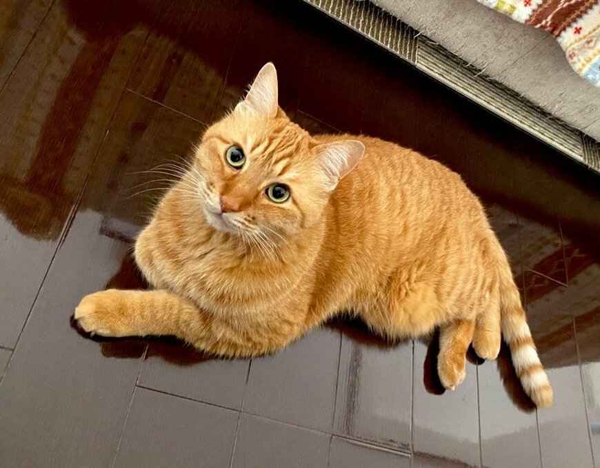 出所：@Adonis_Beginner