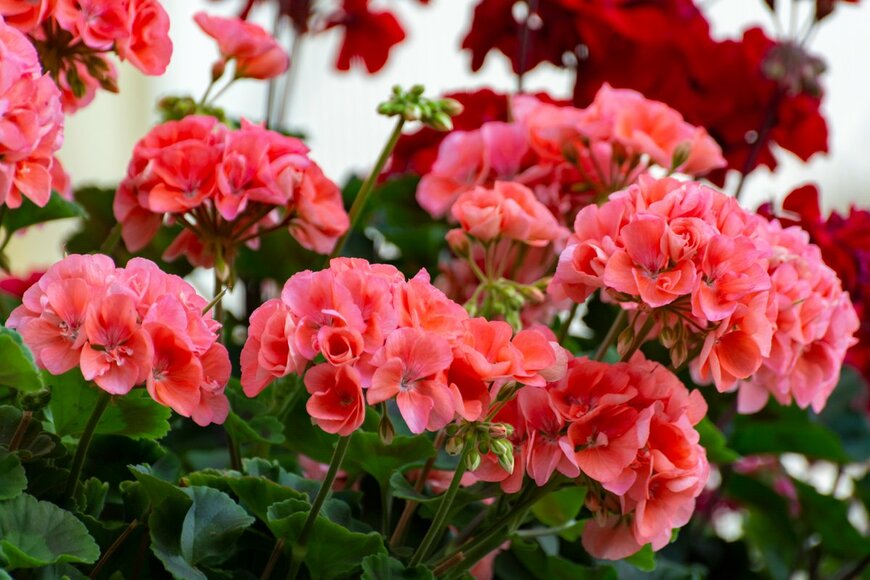 barmalini/shutterstock.com