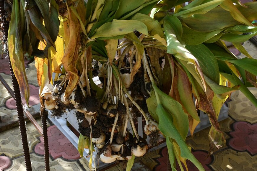 OlgaSolo/Shutterstock.com