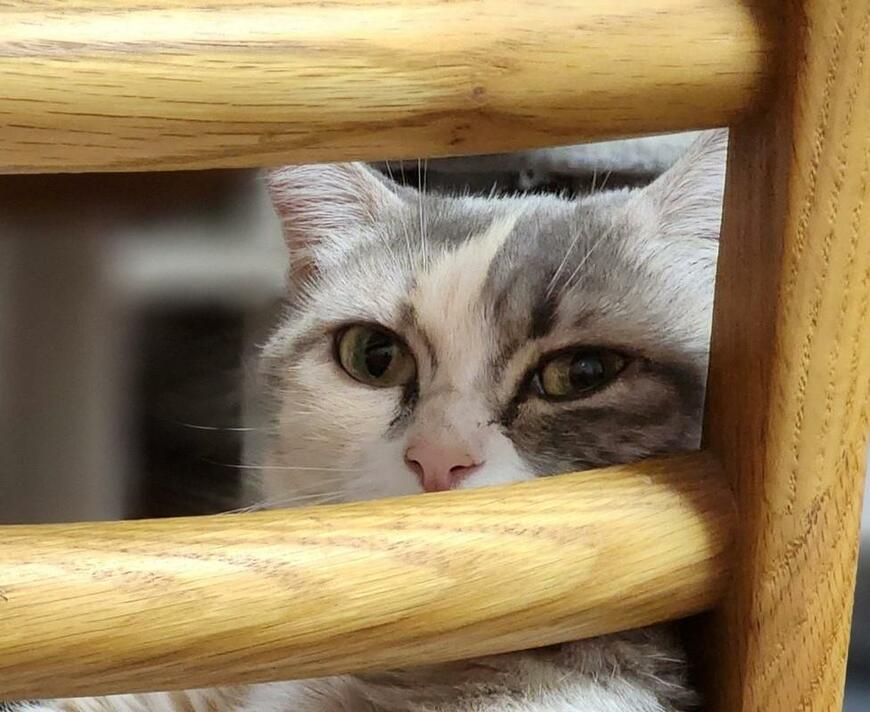 出所：@tokyonyanko0731