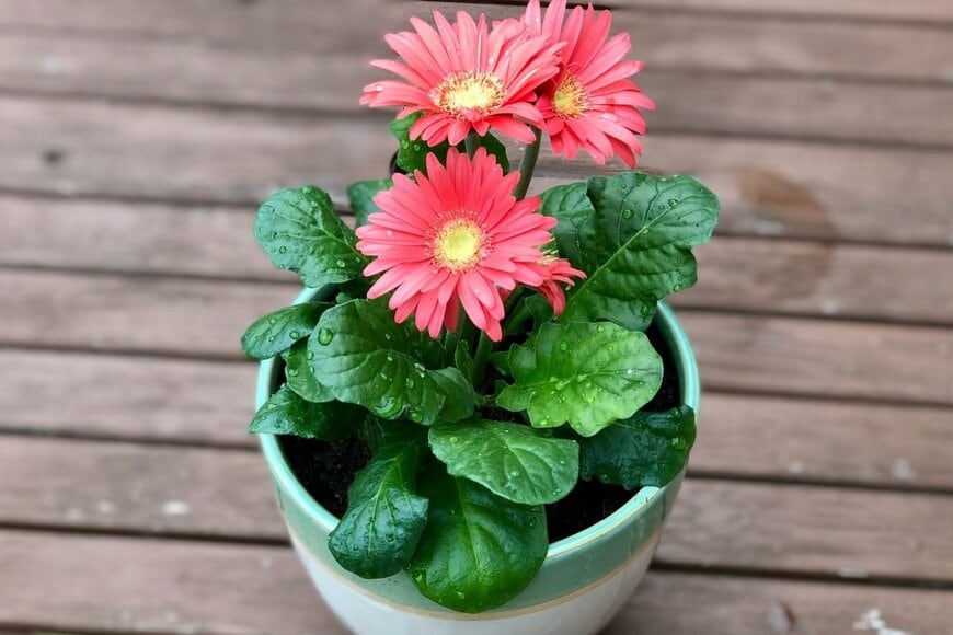 植木鉢に植えられたピンクのガーベラ