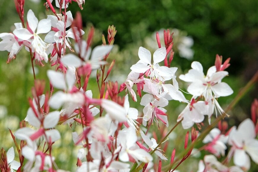 白い花を咲かせている、ガウラ