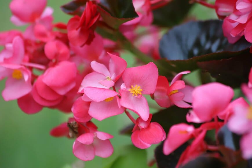 ピンク色の花を咲かせている、ベゴニア