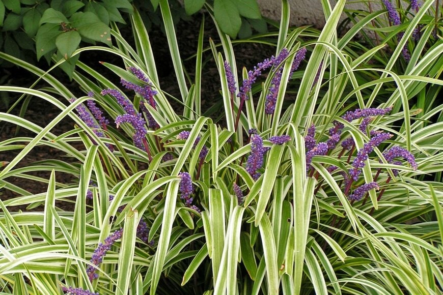 紫色の花を咲かせている、リリオペ。葉の縁には白い斑が入っている