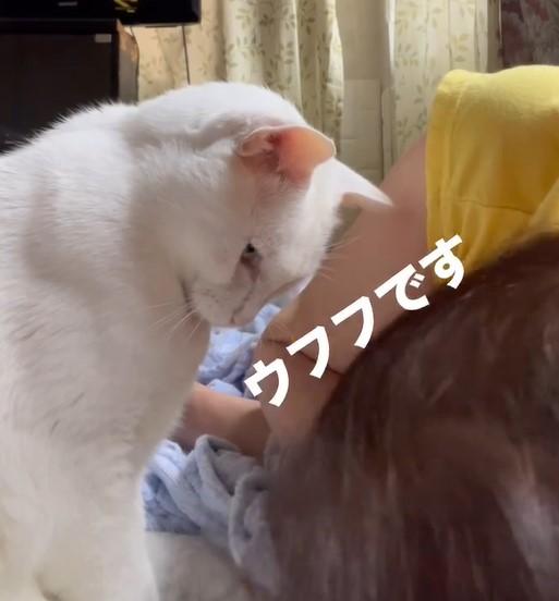 見つめている猫