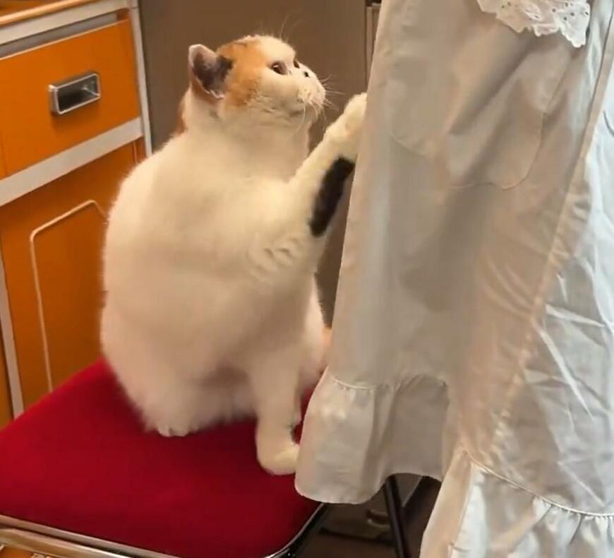 構ってほしい猫